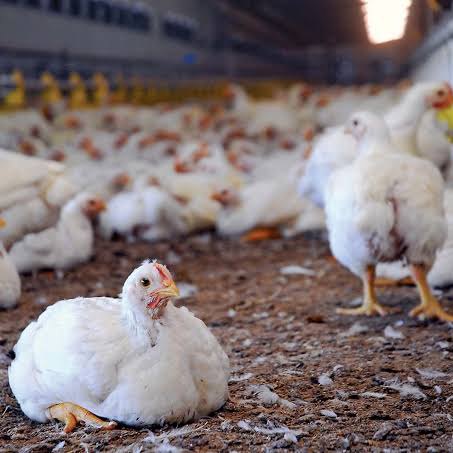 Poultry