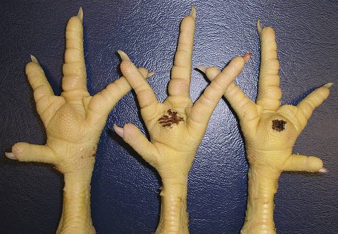 Broiler Chicken Feet